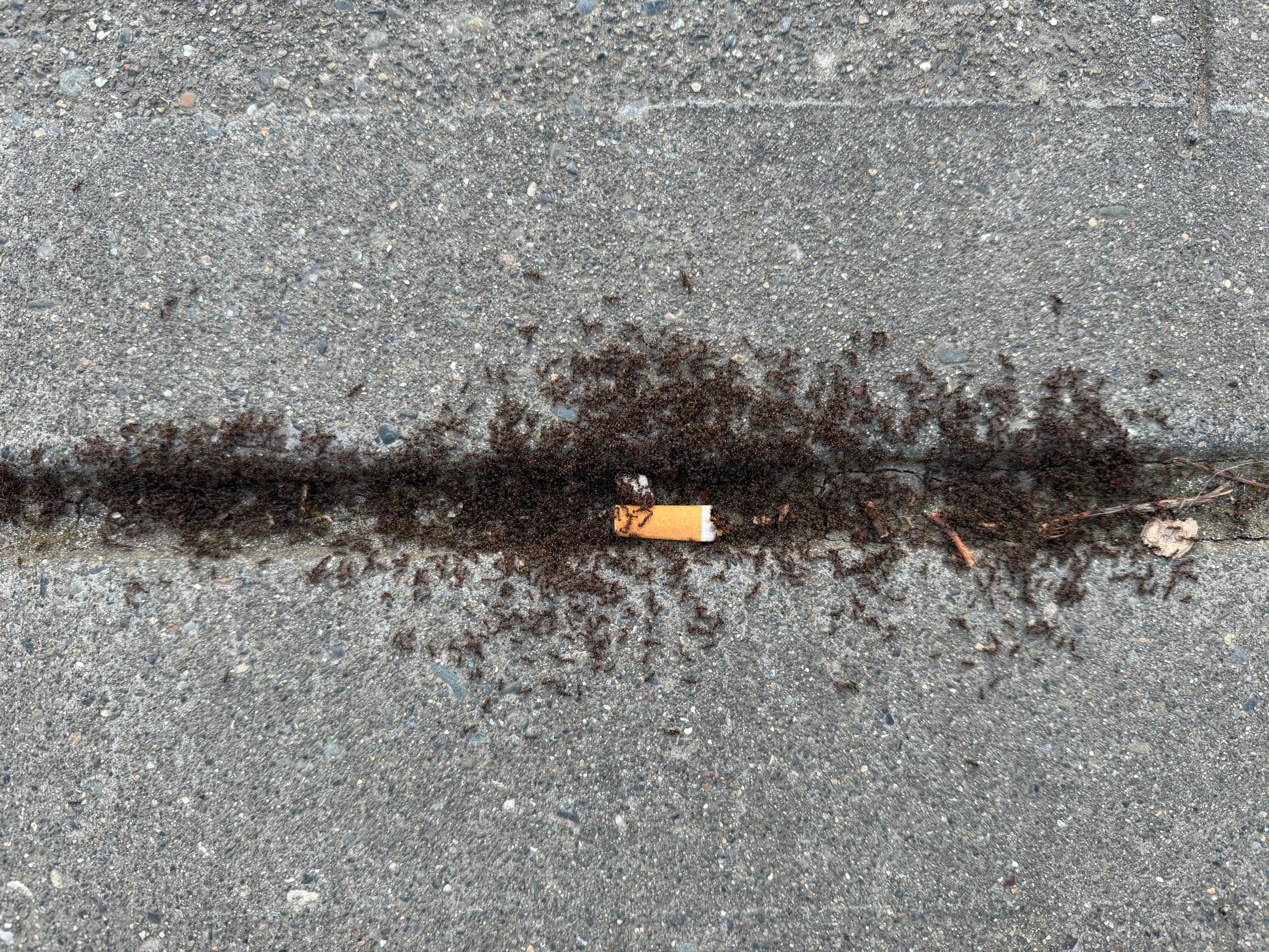 Slog AM: Dead Whales, Dead Dogs, and Trump Threatening Iran on Truth Social