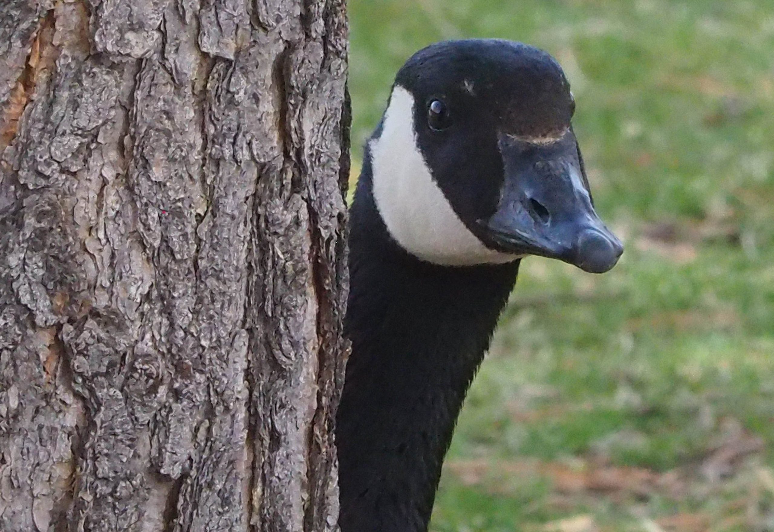 A Private Investigator Is on the Goose Abuse Case