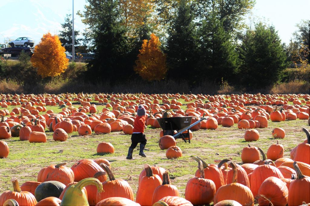 Your Guide to 2026 Fall Festivities Around Seattle